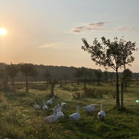 Ferienwohnung Am Gruenen Band, Gretchen Wittingen Bagian luar foto